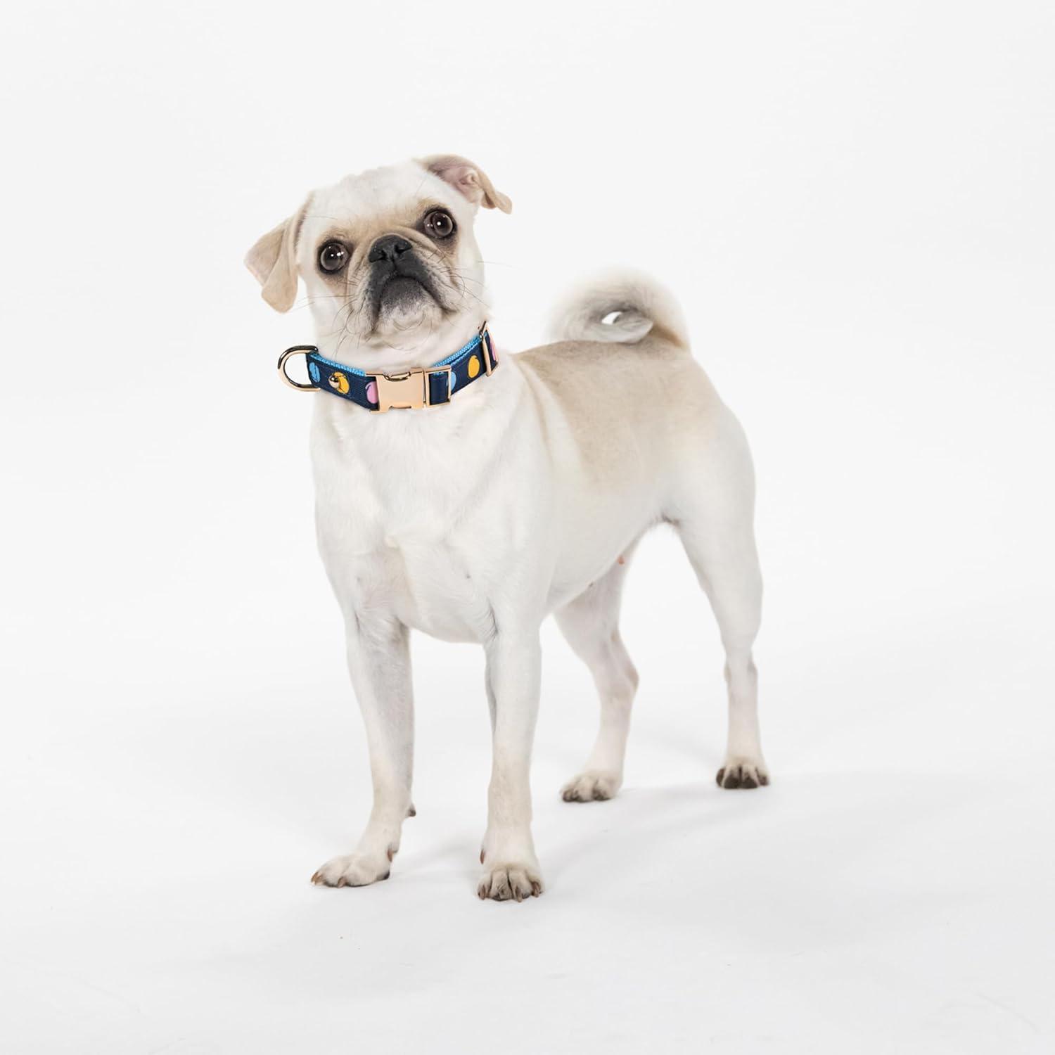 imagekate spade new york Cute Dog Collar with Gold Metal Details ampamp Plastic Buckle 105 to 135 Adjustable Dog Collar for Female or Male Dogs Small to Medium Dogs Watercolor Dot